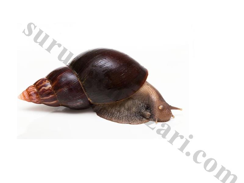 Dev Afrika Salyangozu Achatina Fulica  1 Adet